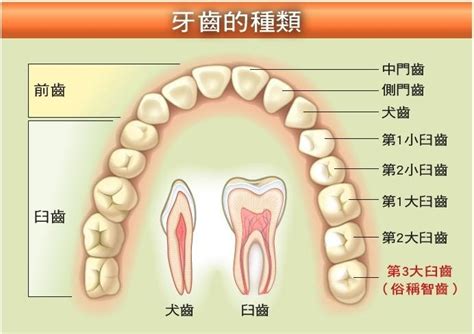 大牙位置|臼齿